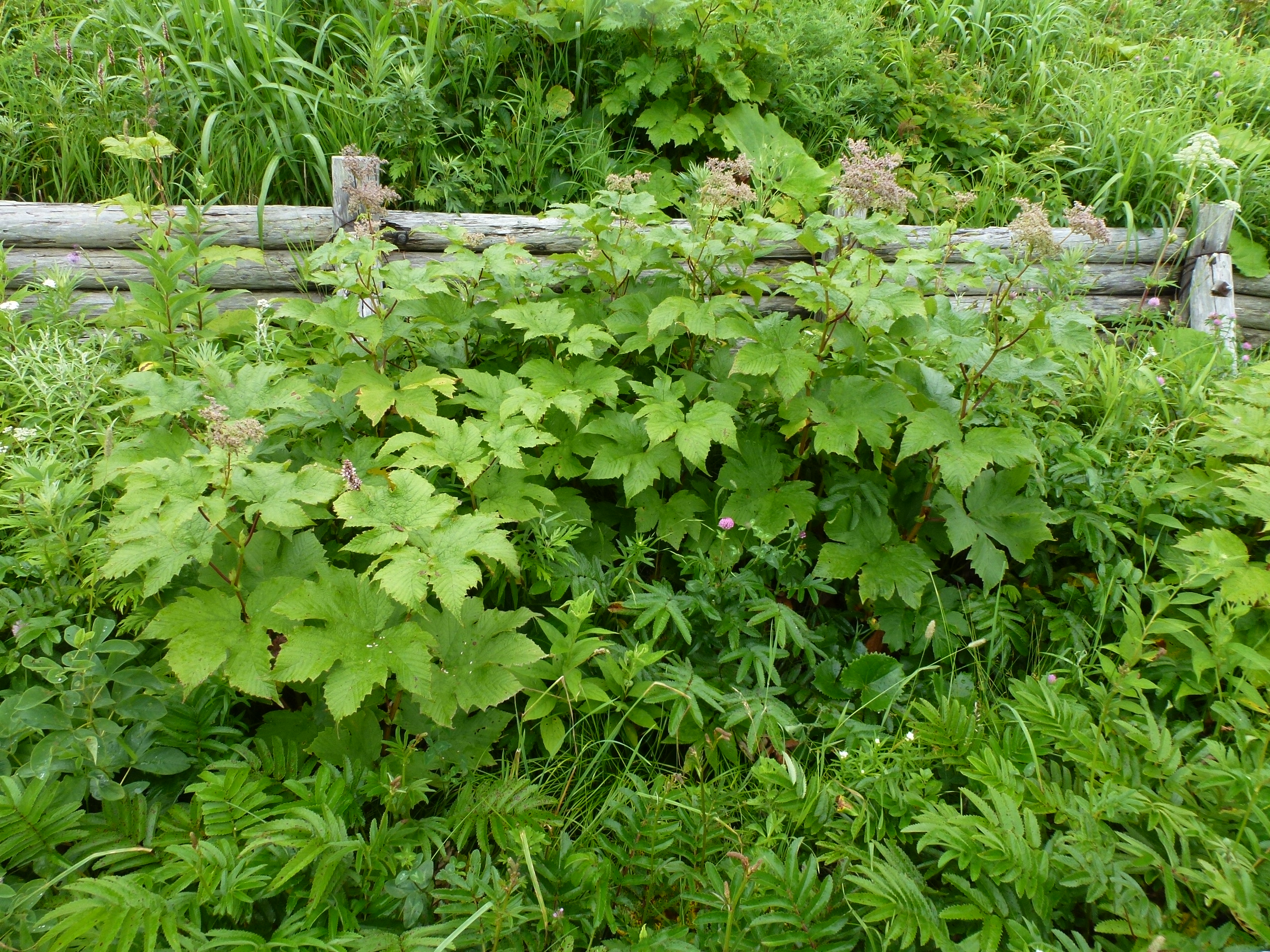 P1120231.JPG