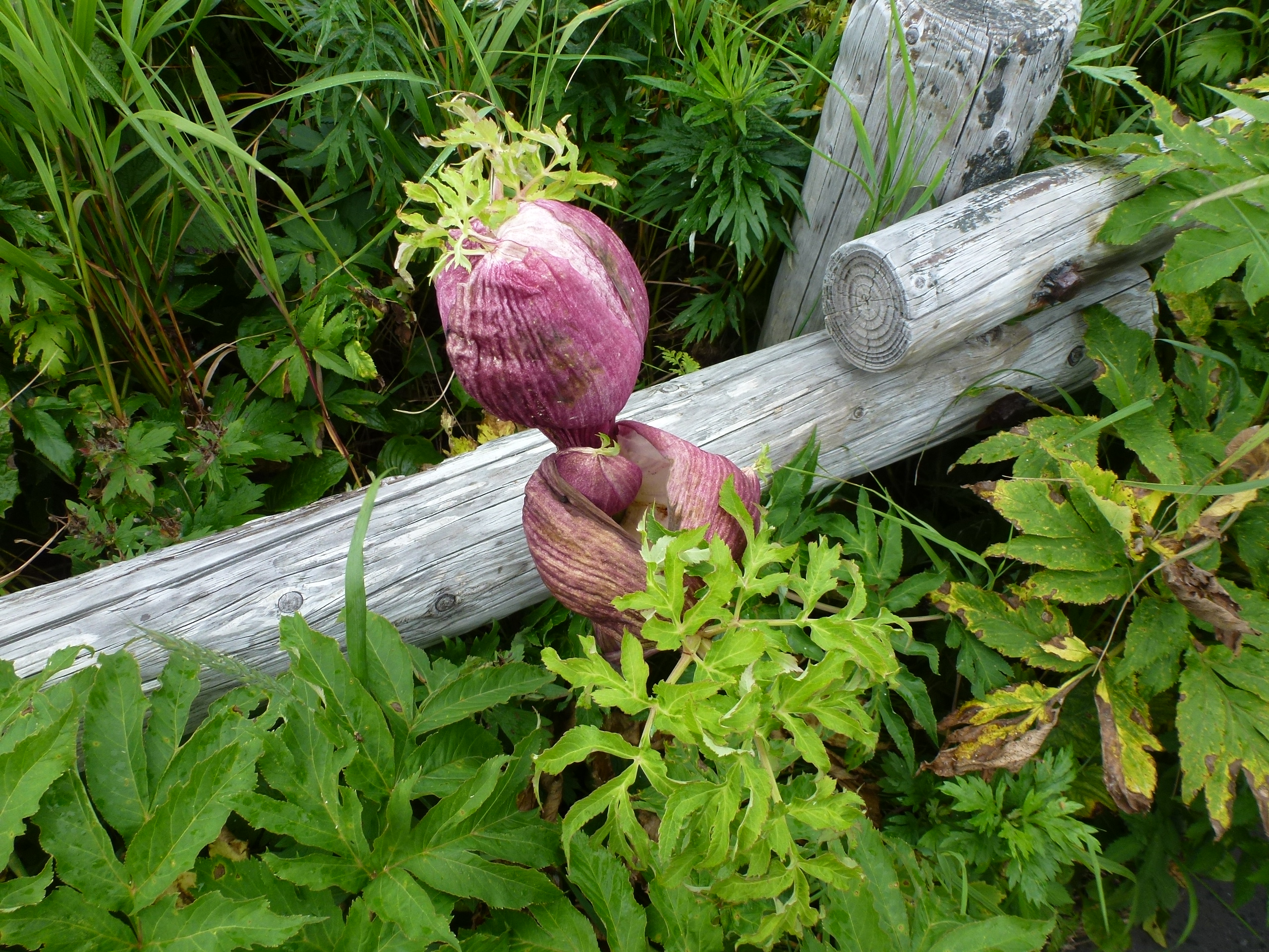 P1120256.JPG