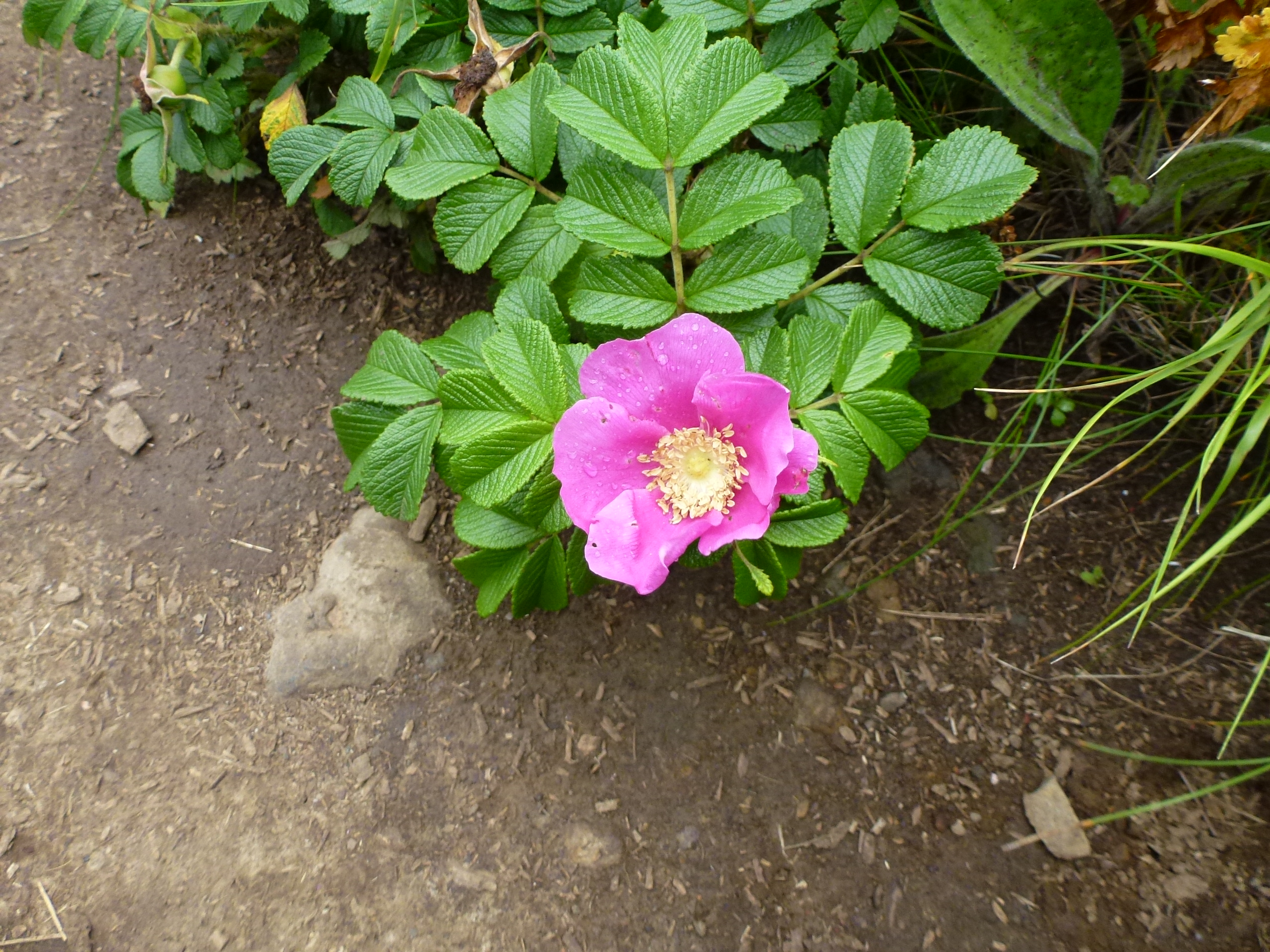 P1120274.JPG