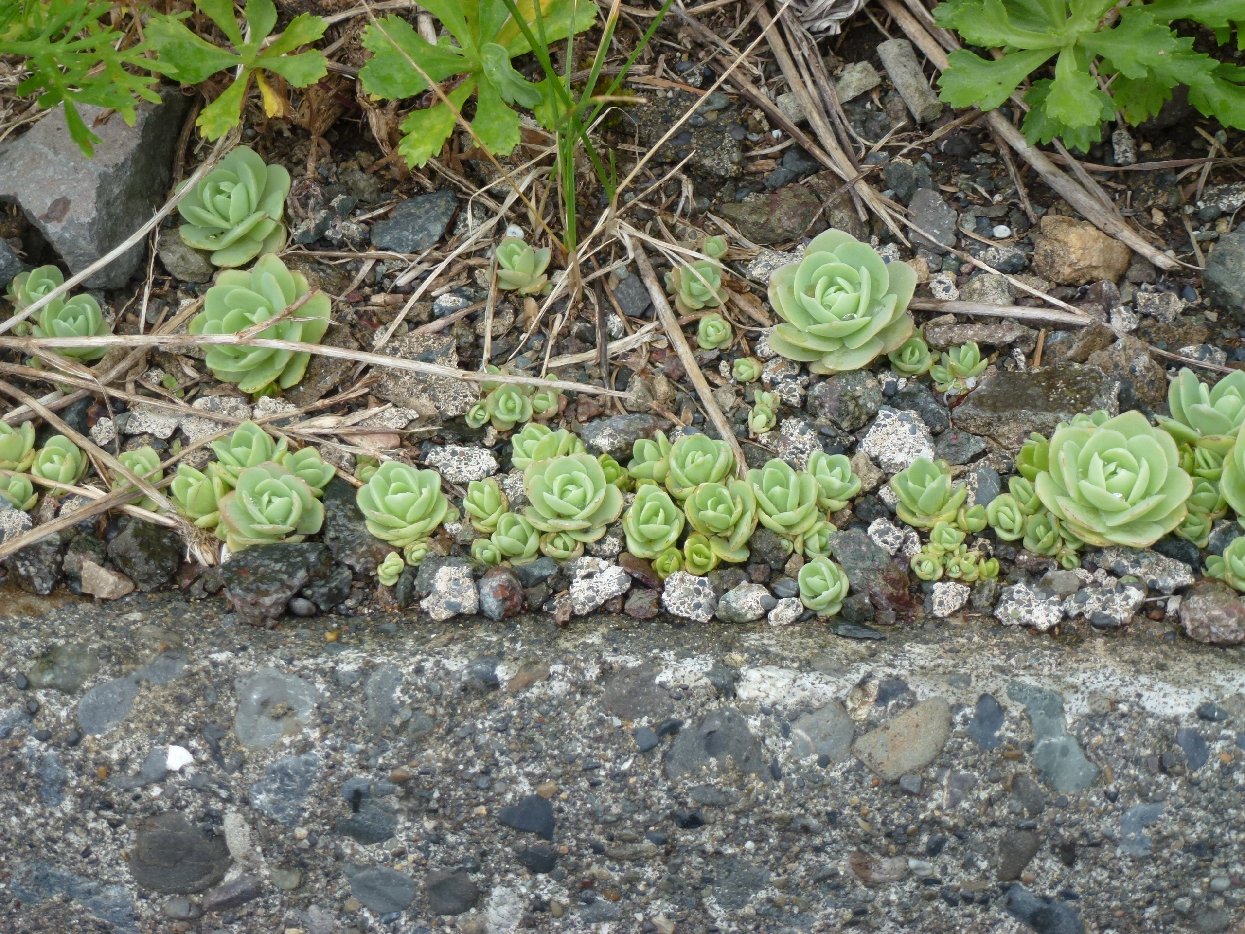 P1120286.JPG
