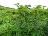 img0021.jpg