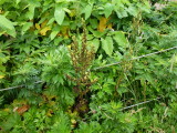 img0035.jpg