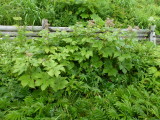 img0039.jpg