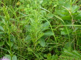 img0043.jpg