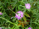 img0046.jpg