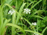 img0053.jpg
