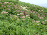 img0058.jpg