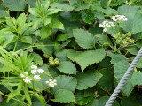 img0068.jpg