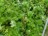 img0070.jpg