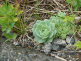 img0077.jpg
