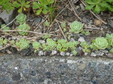 img0078.jpg
