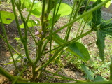 img0005.jpg