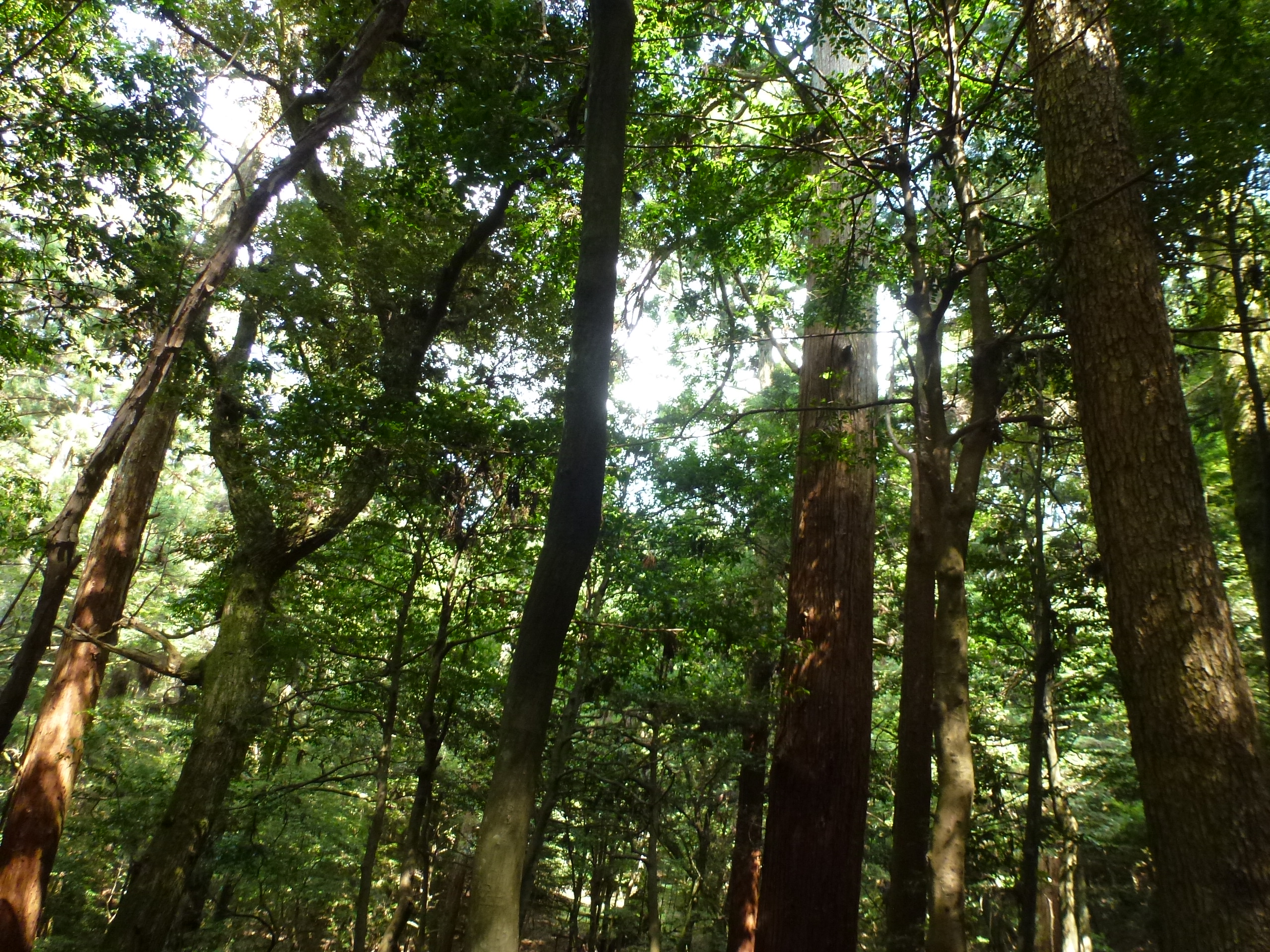 P1120595.JPG