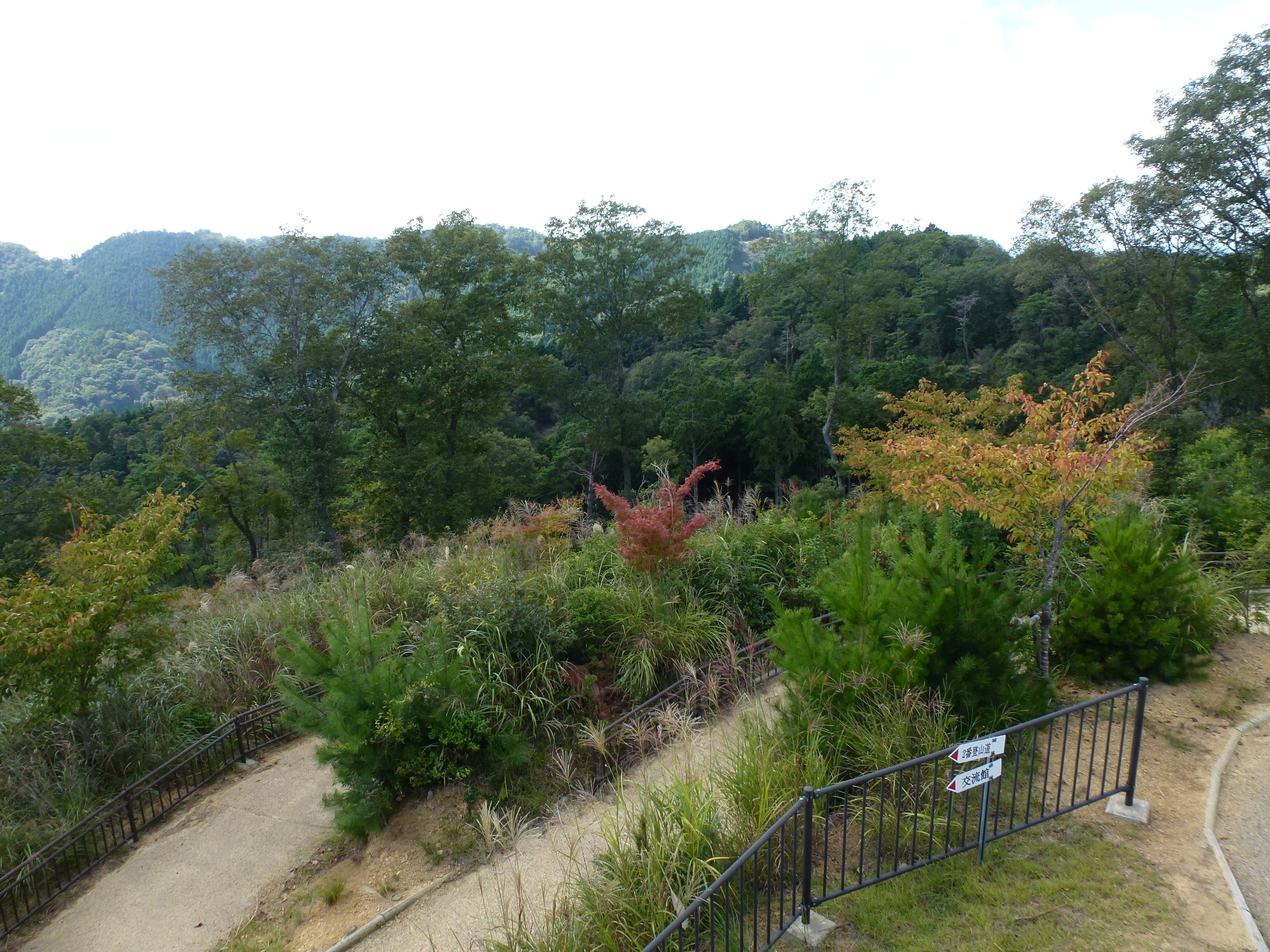 P1130048.JPG