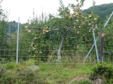 img0063.jpg