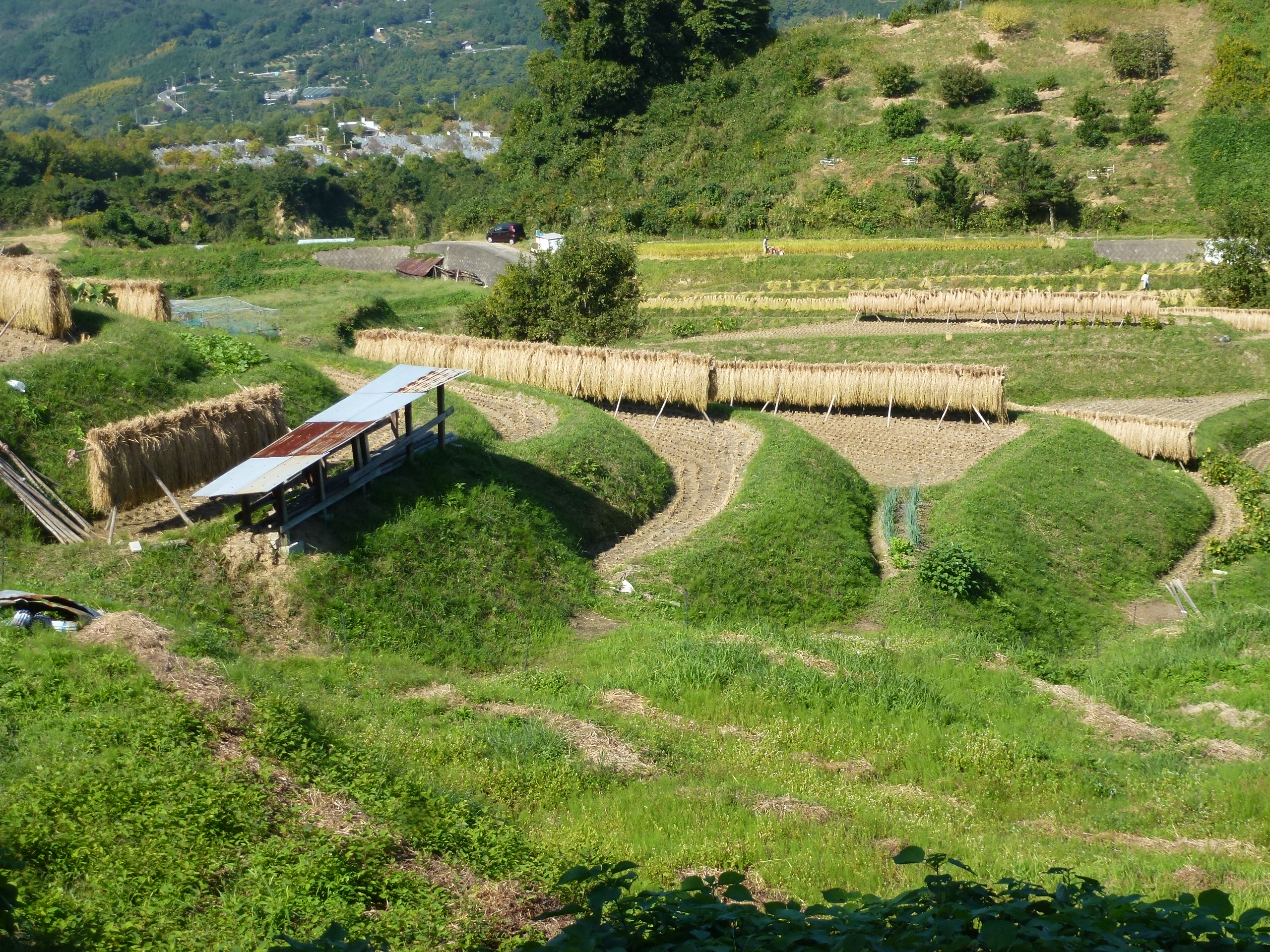 P1130529.JPG