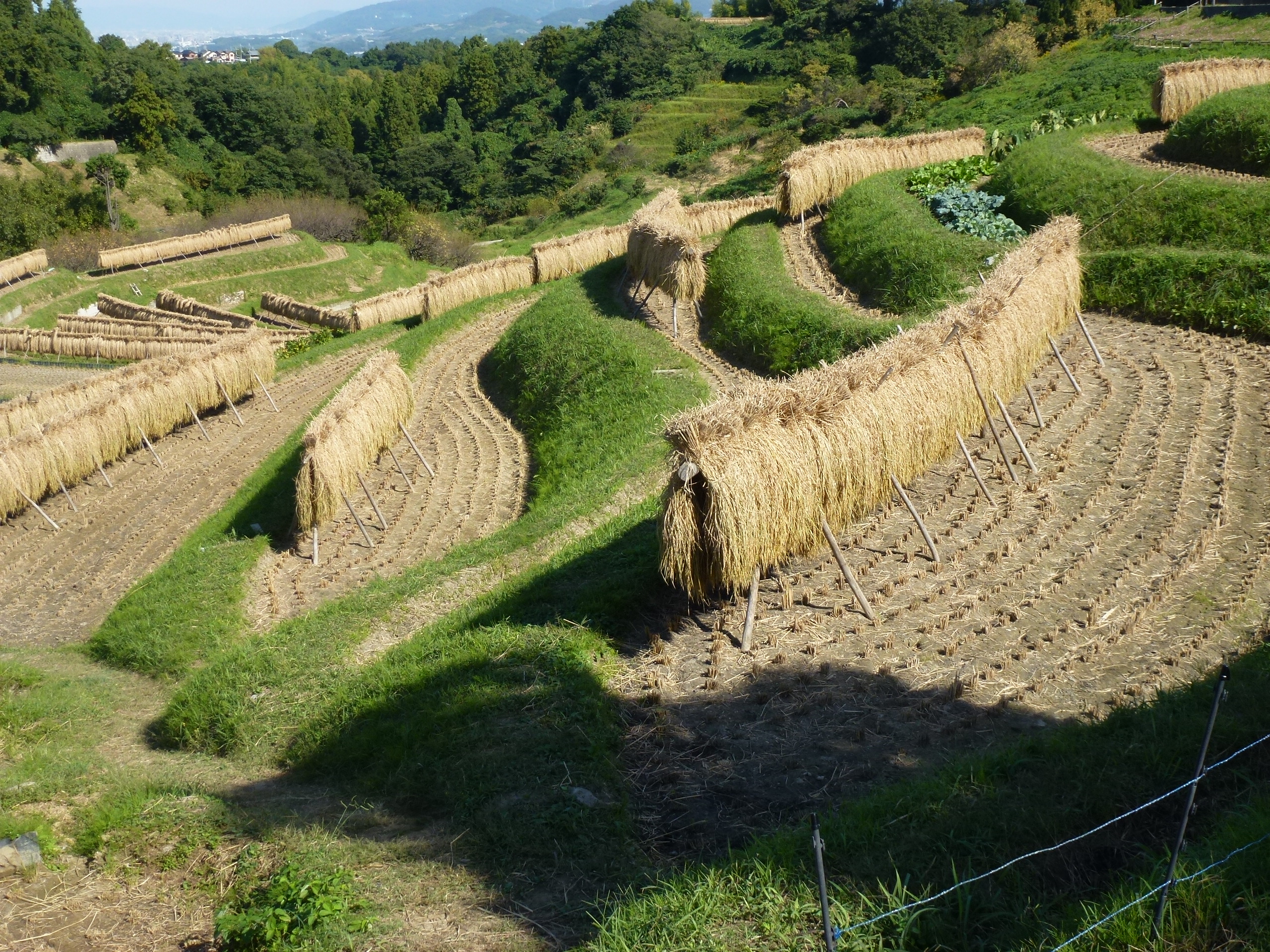 P1130531.JPG