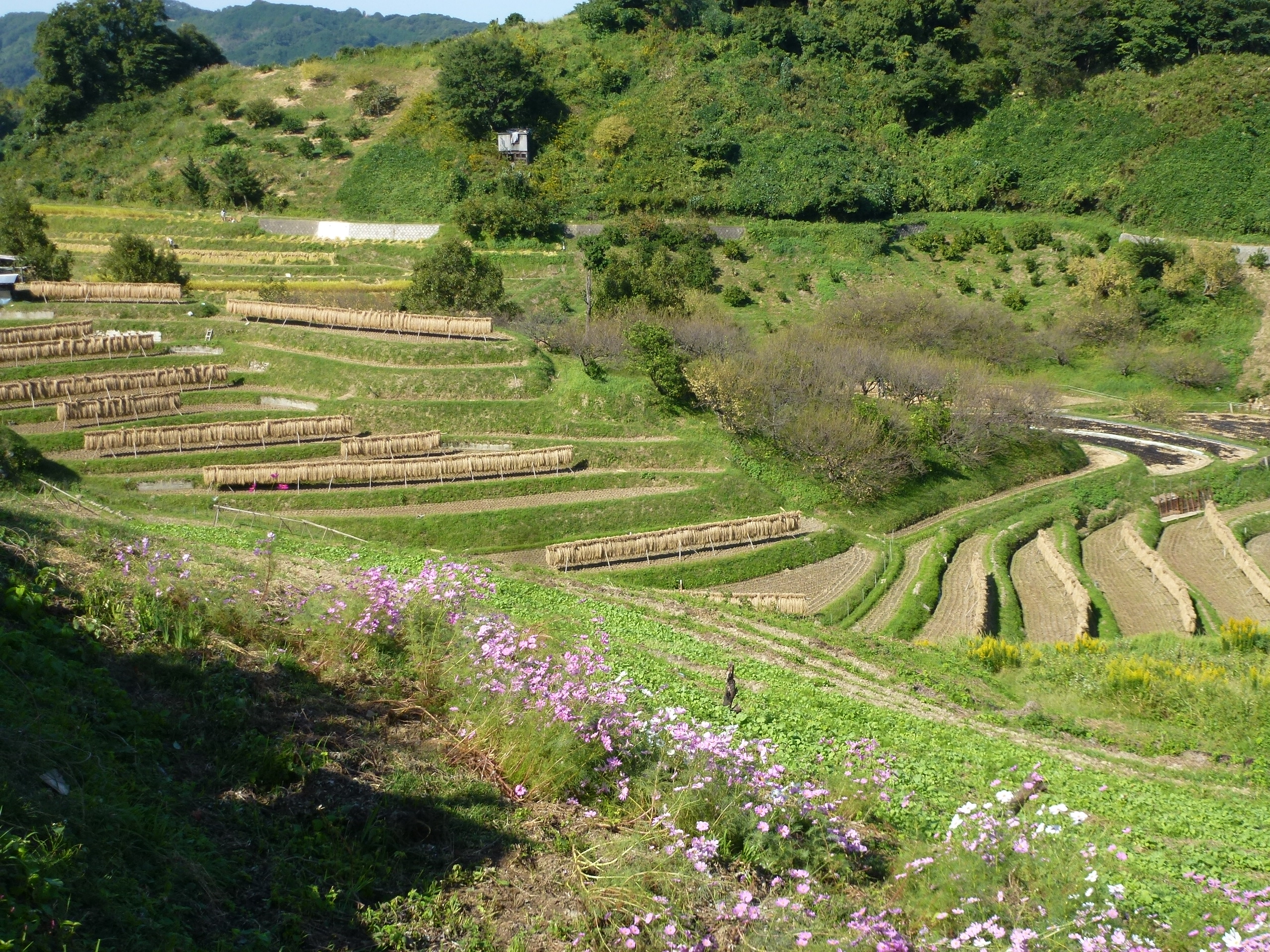 P1130532.JPG