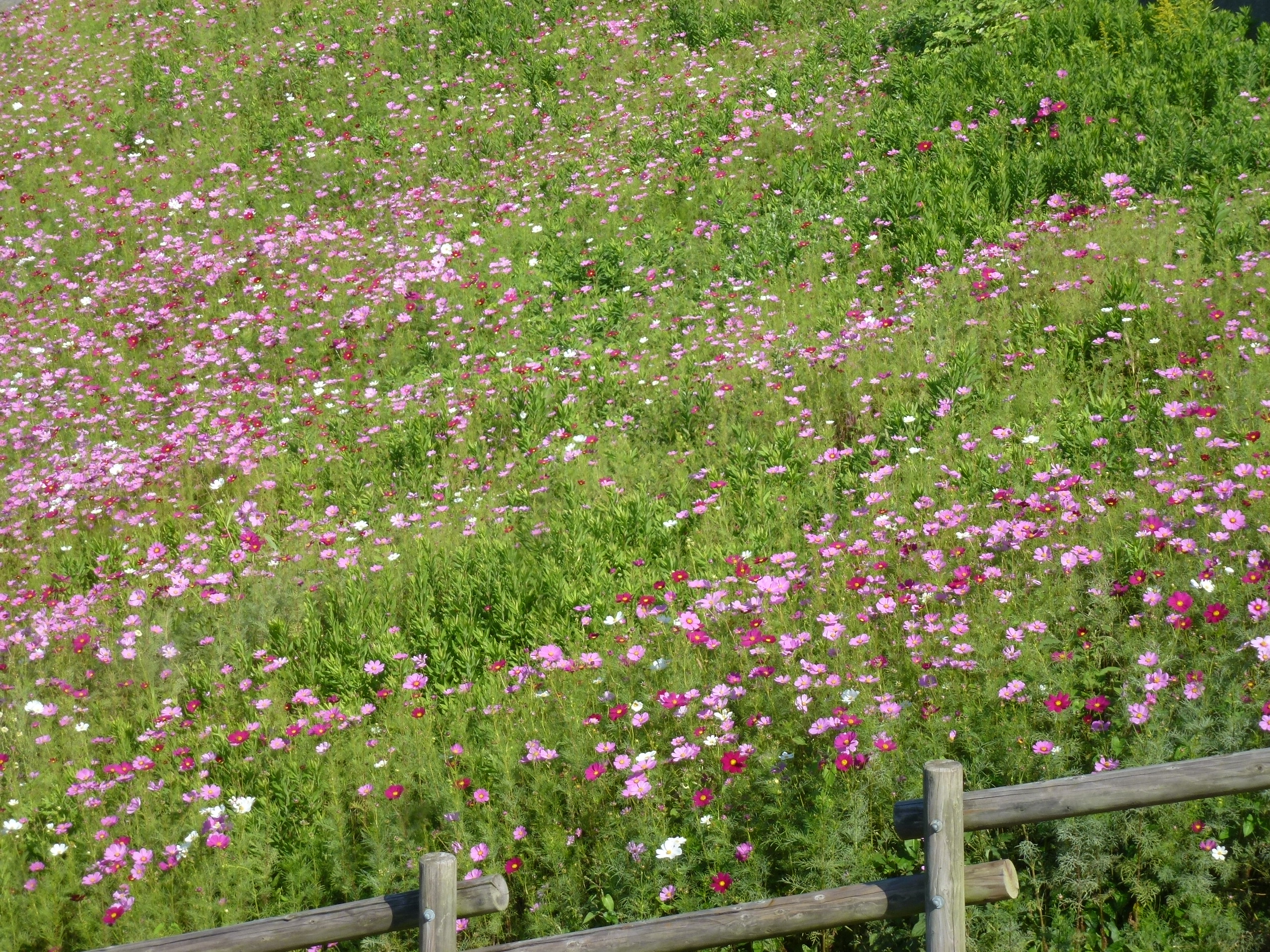 P1130533.JPG