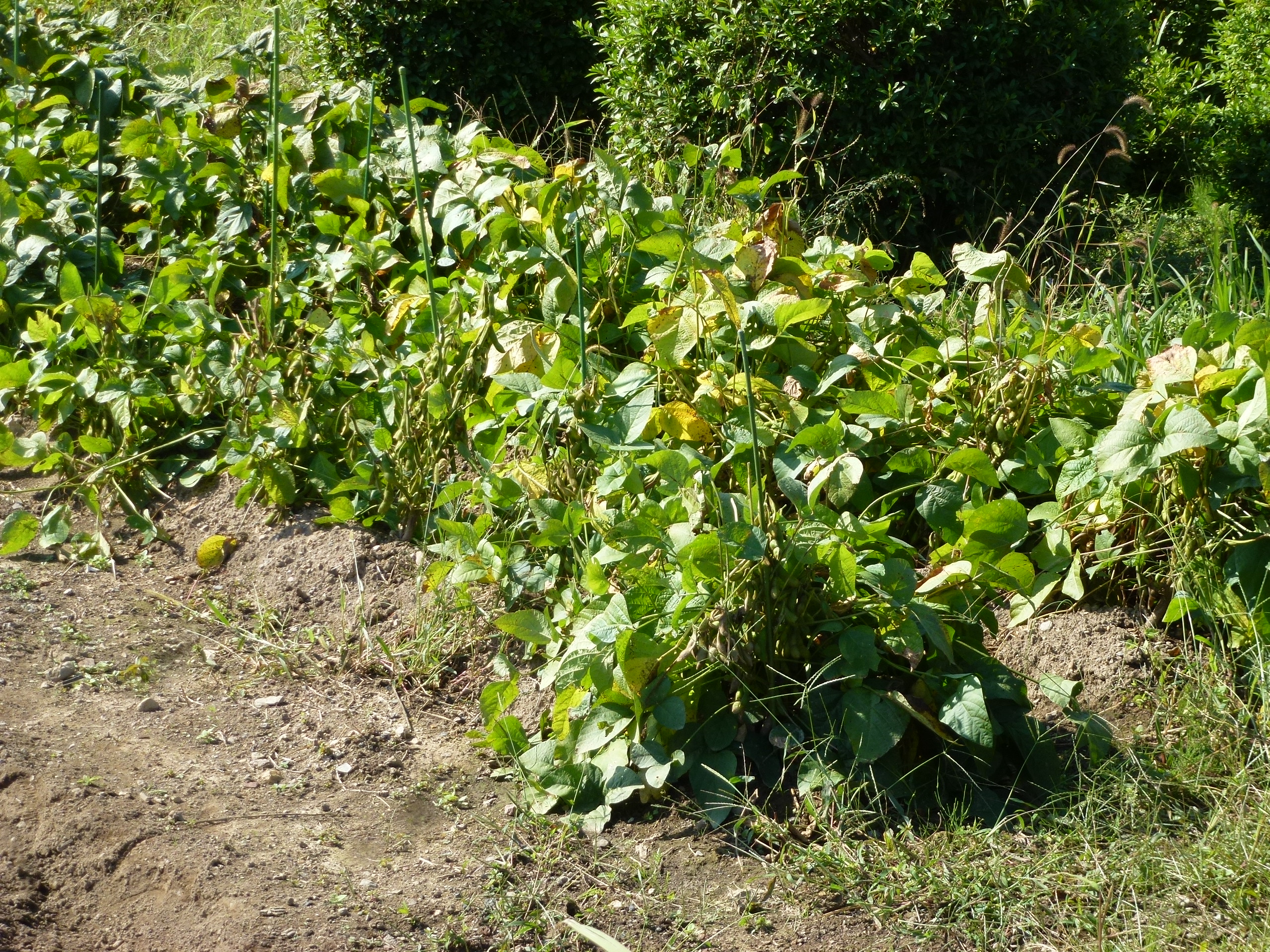 P1130554.JPG