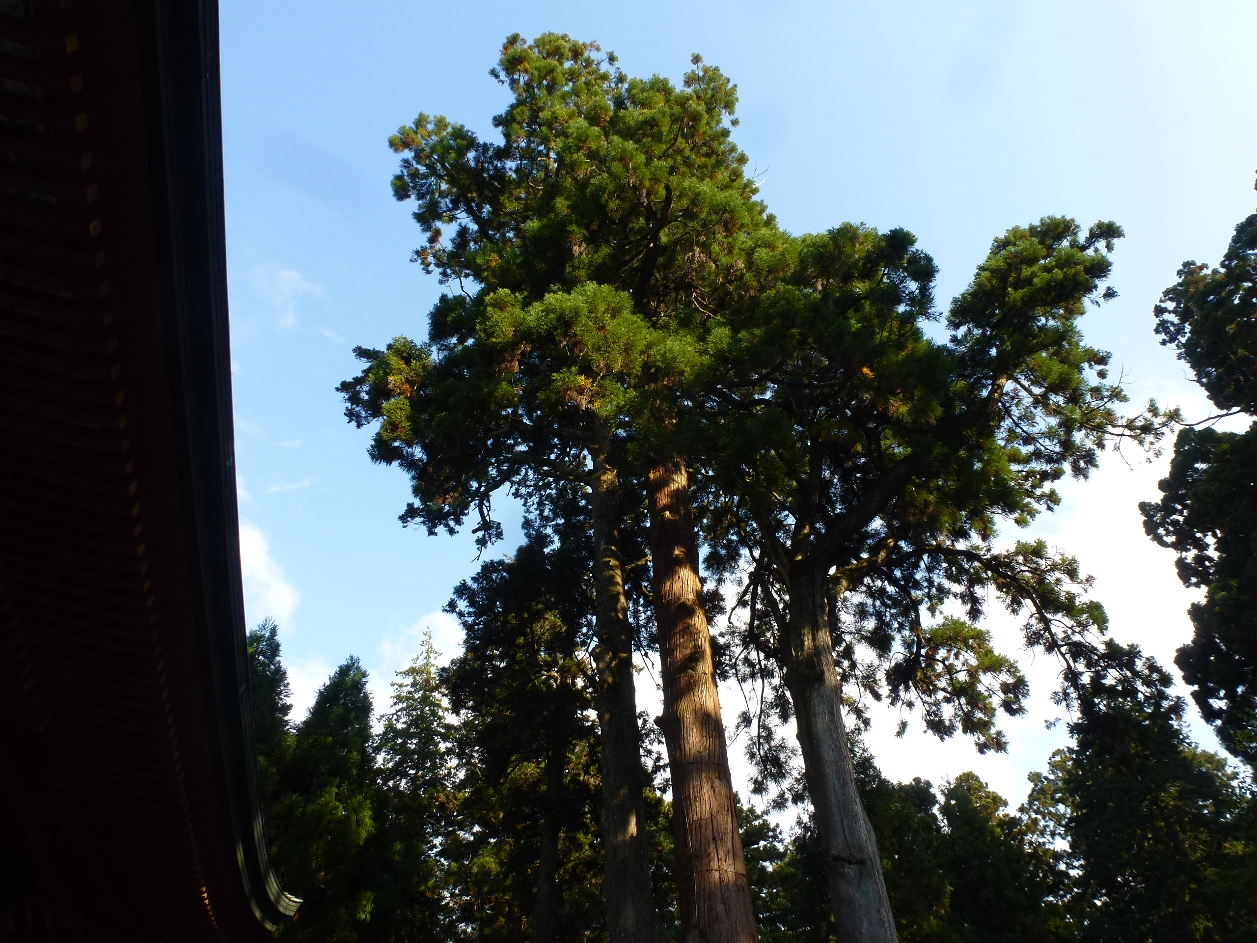 P1130573.JPG