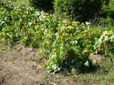 img0001.jpg