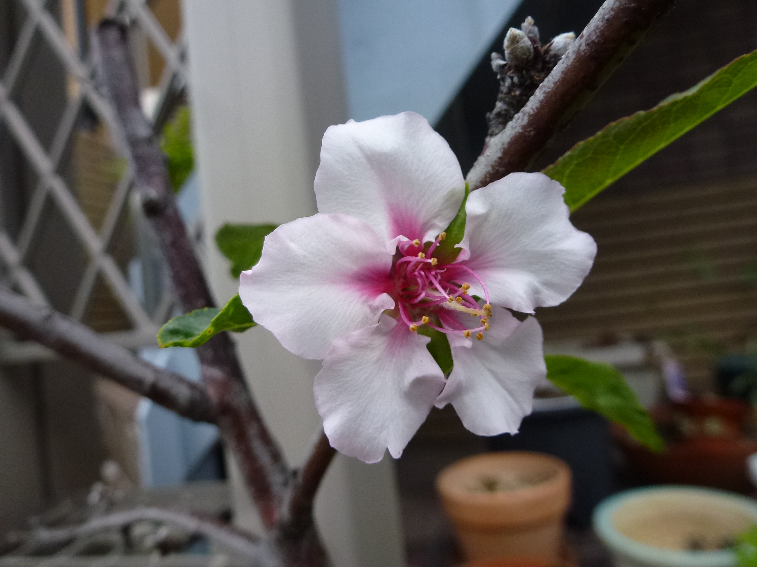 P1130753.JPG