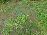 img0003.jpg