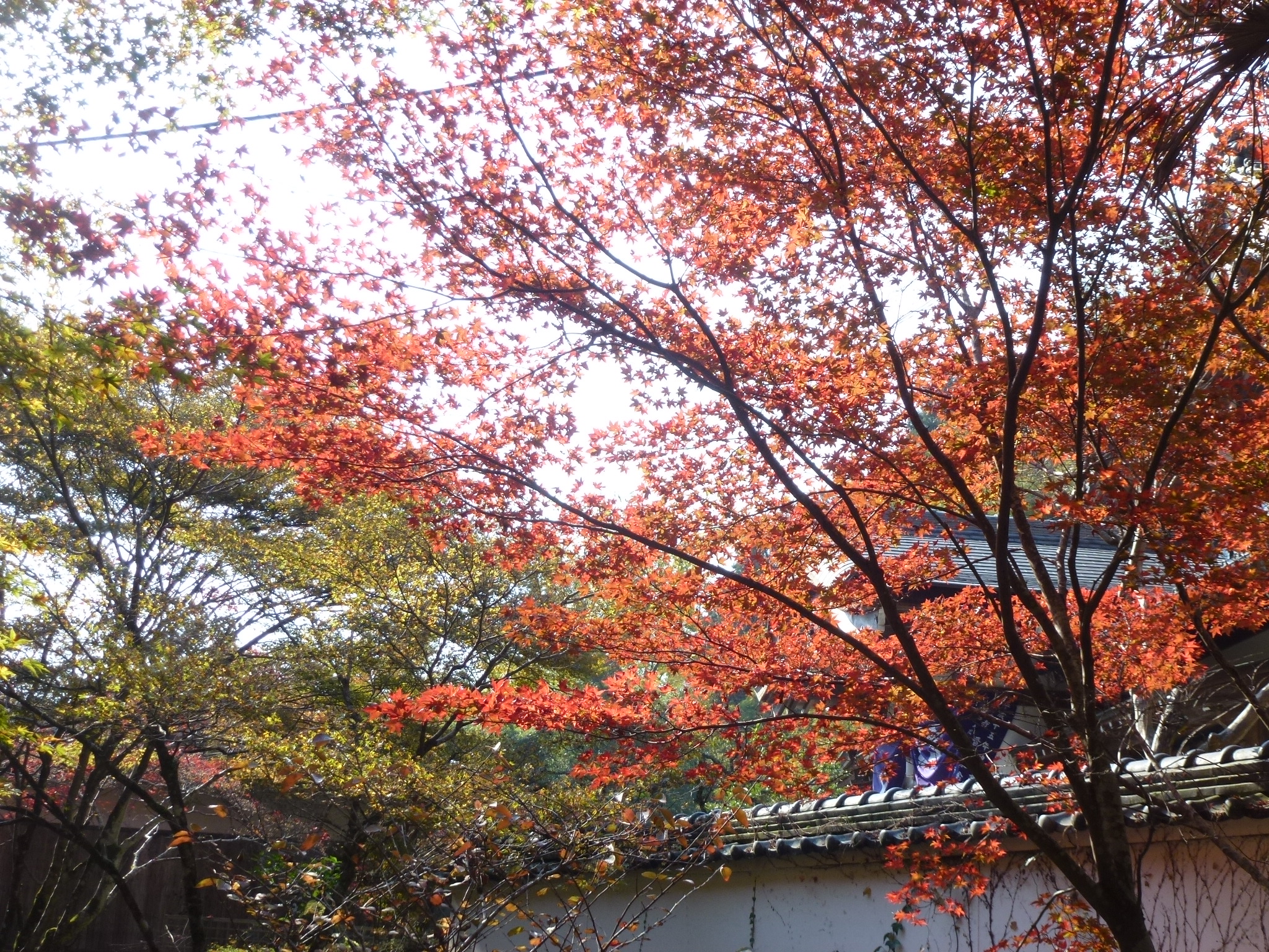 P1130825.JPG