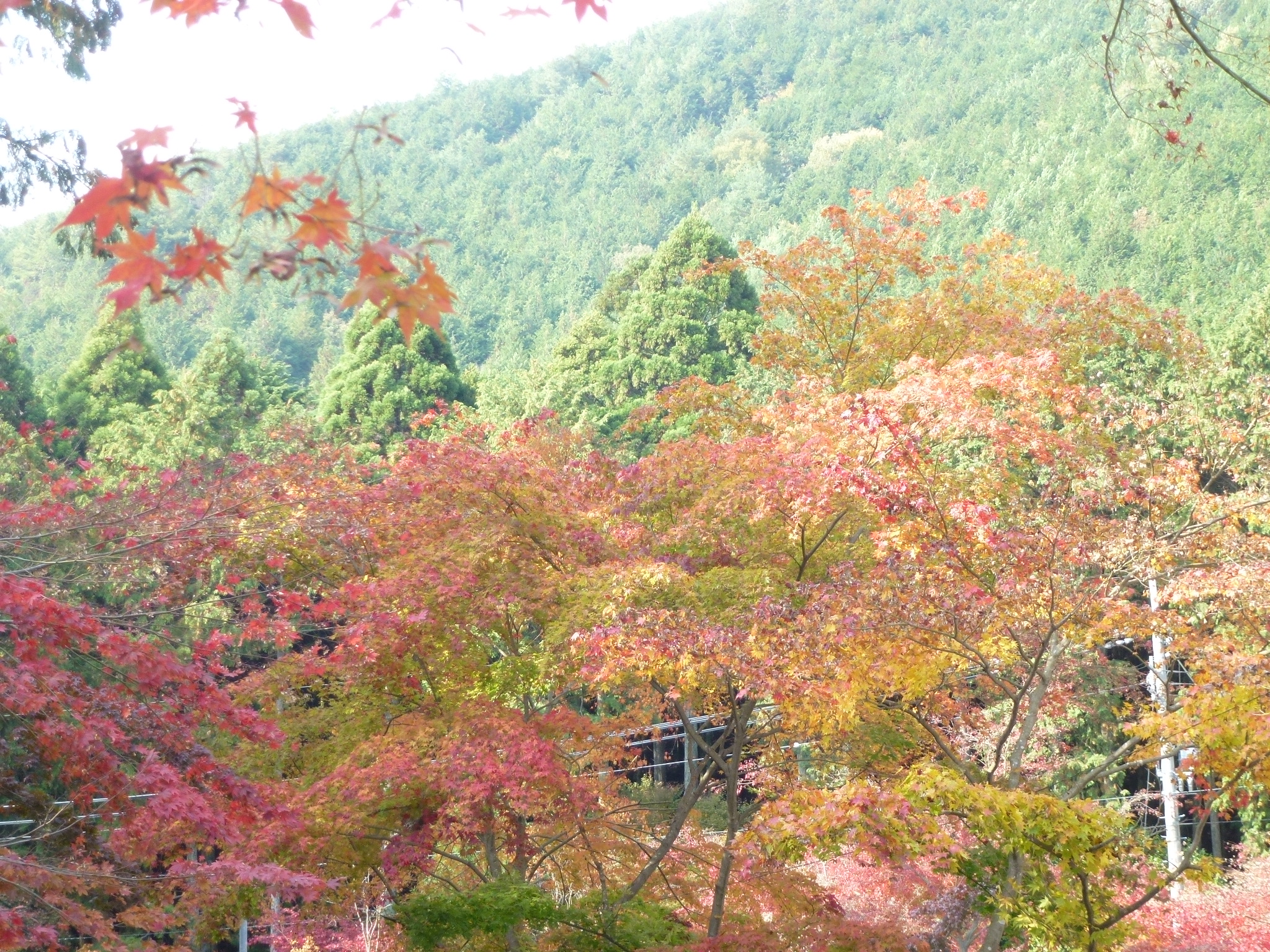 P1130836.JPG