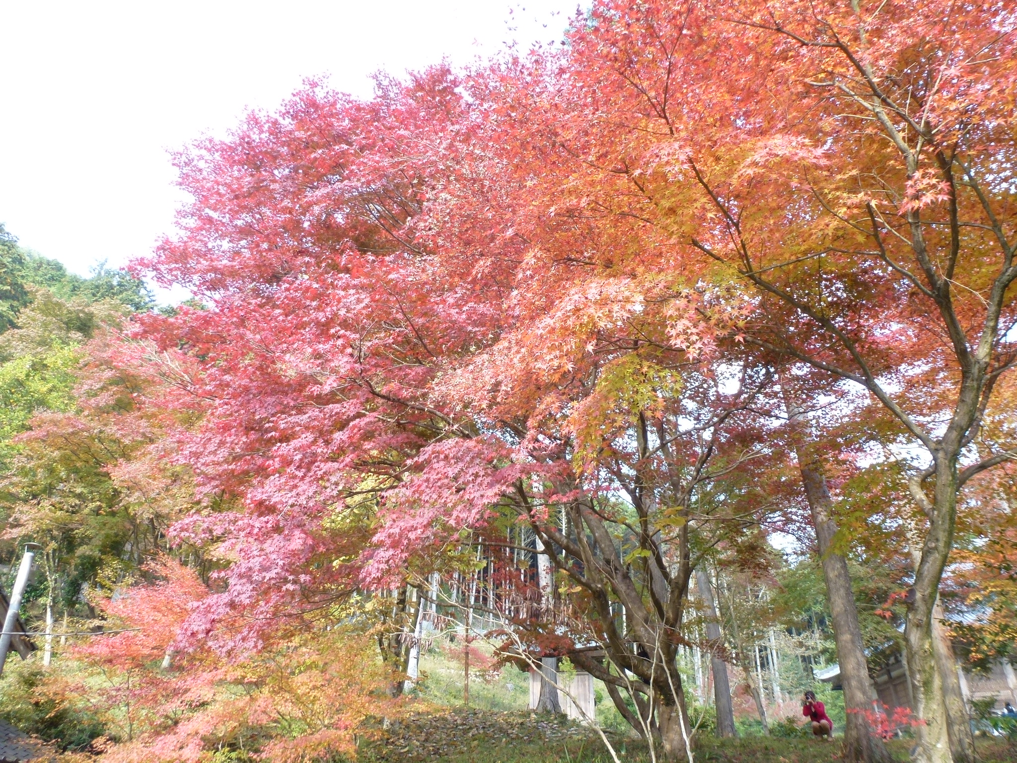 P1130849.JPG