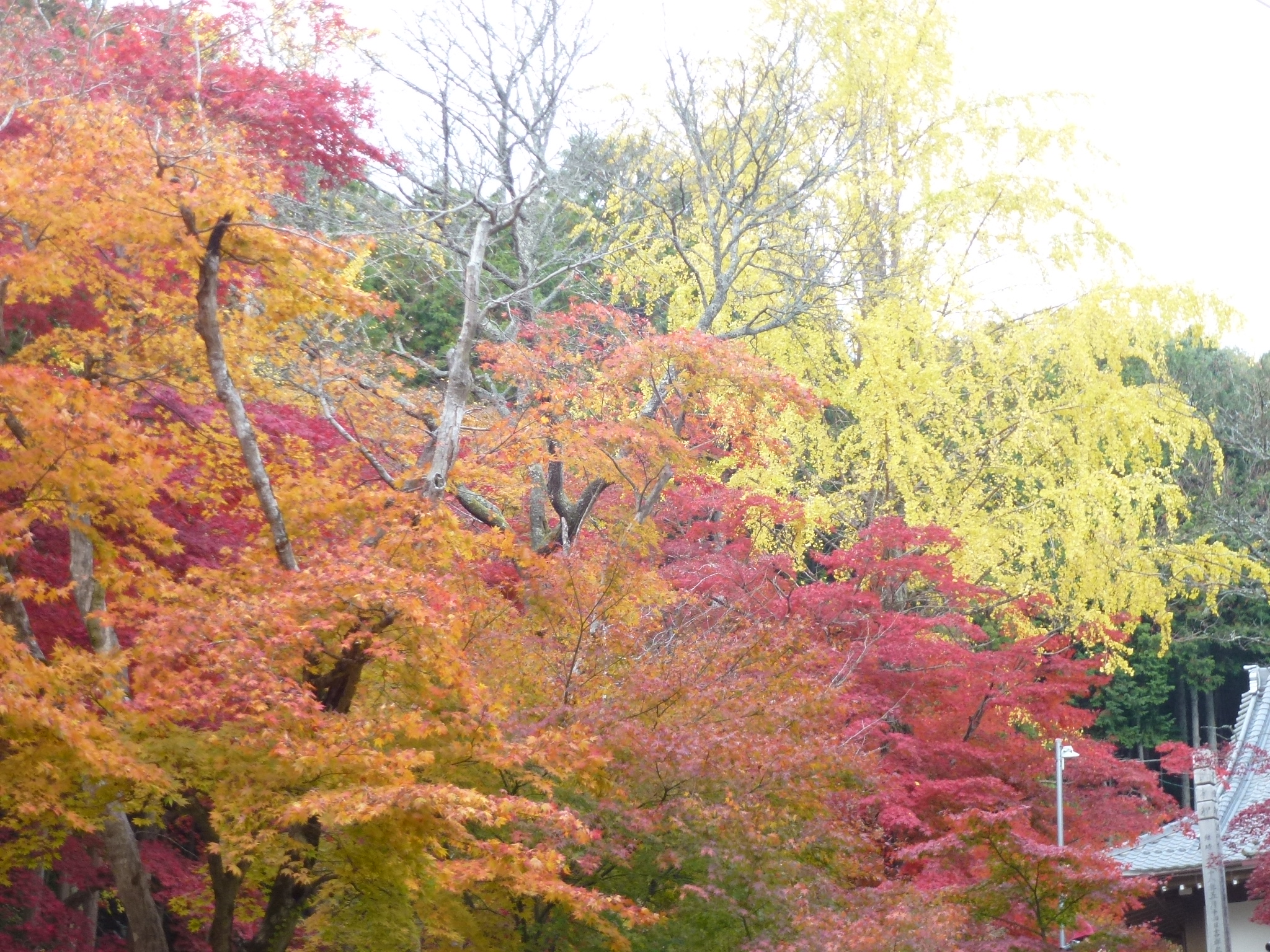 P1130871.JPG