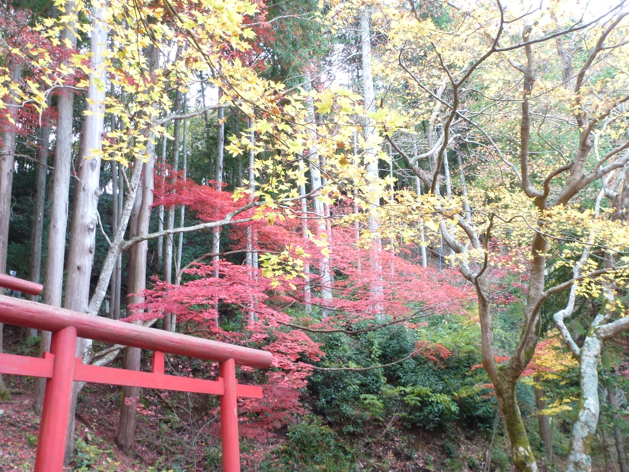 P1130881.JPG
