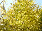 img0013.jpg
