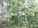img0041.jpg