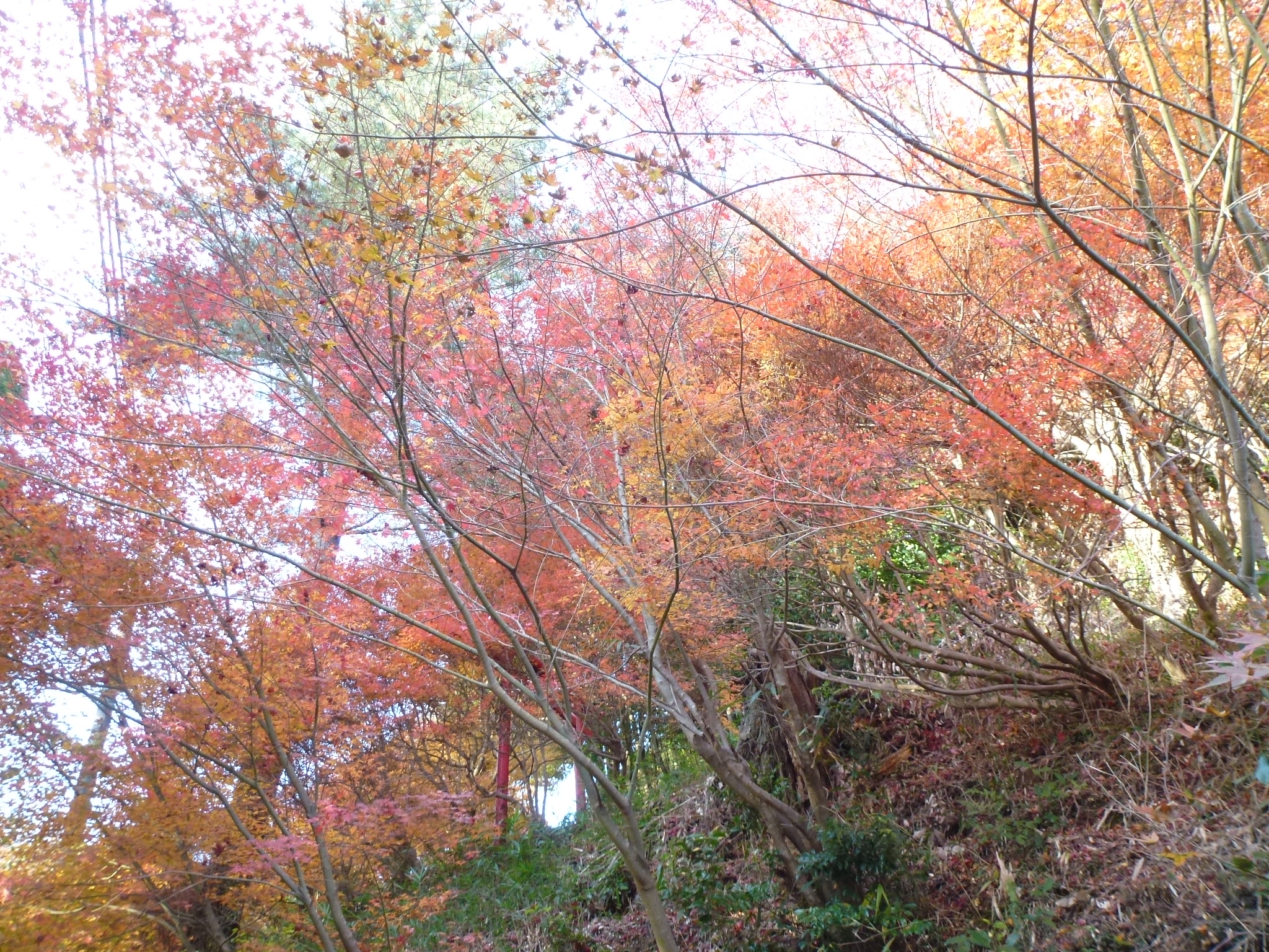 P1130897.JPG