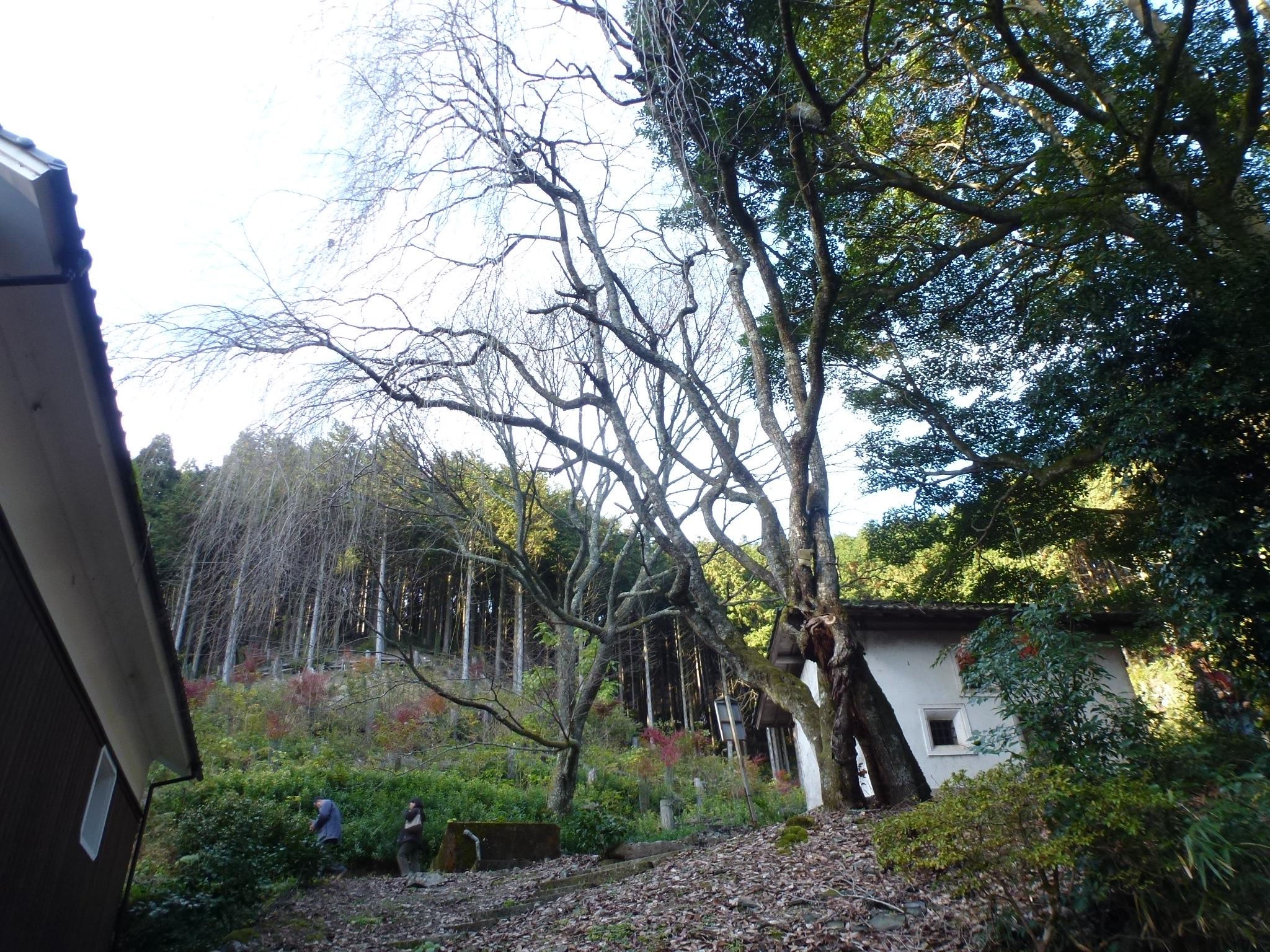 P1130906.JPG