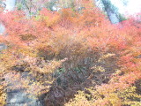 img0004.jpg