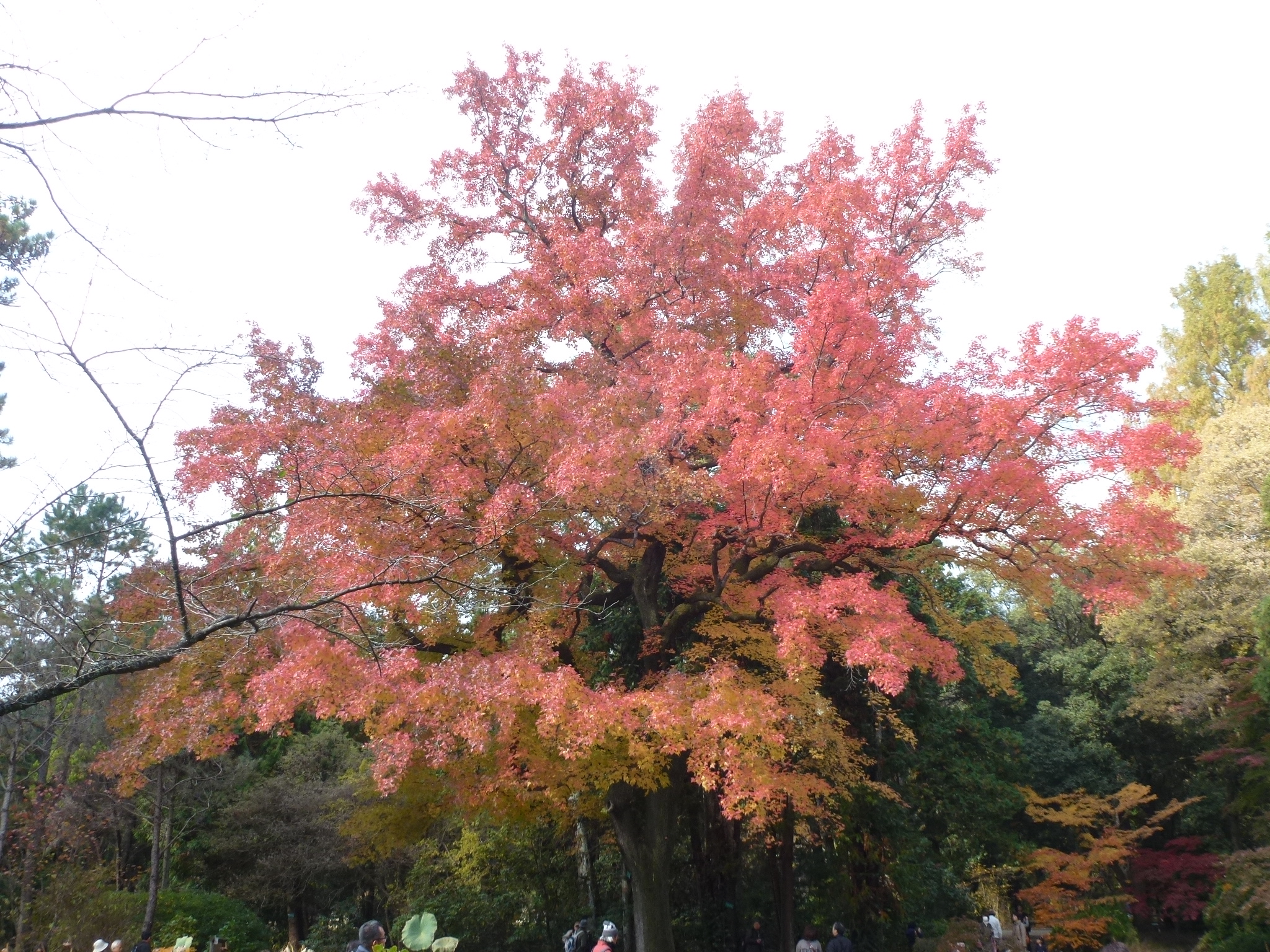 P1130920.JPG