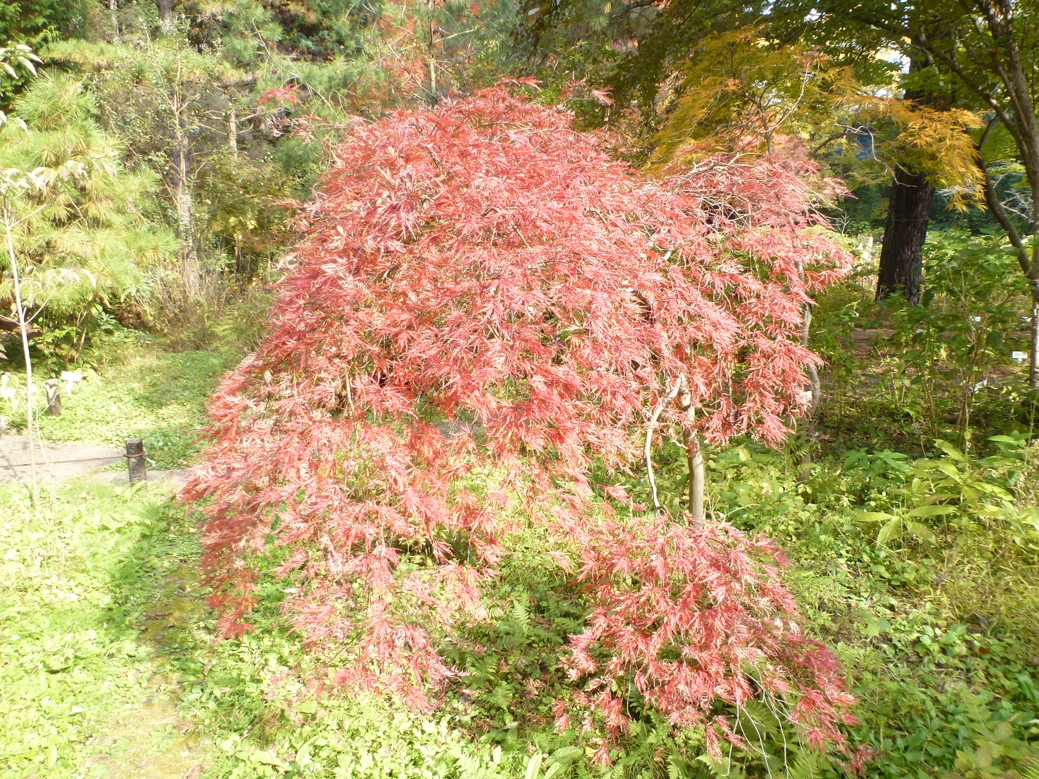 P1130923.JPG