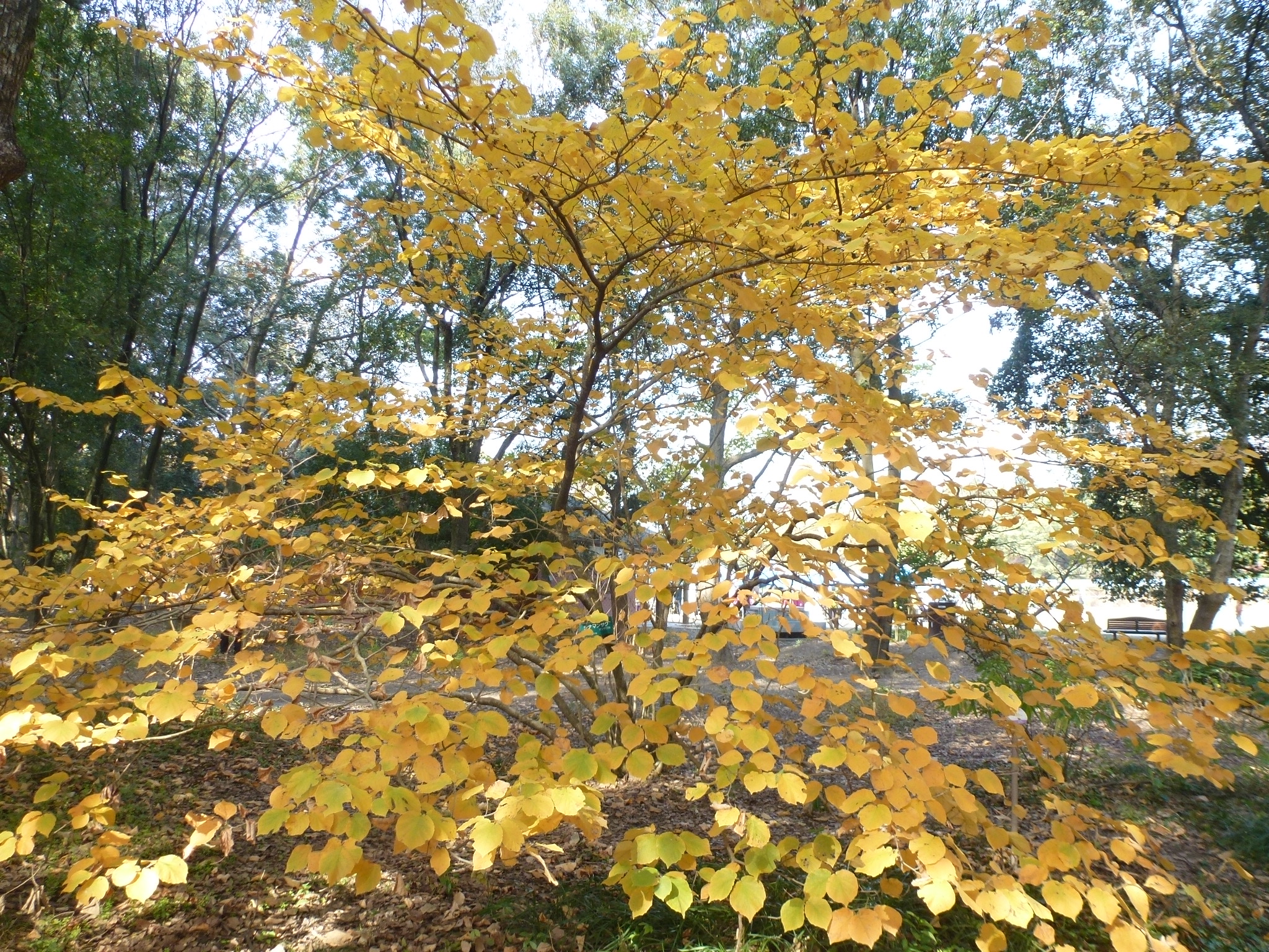 P1130925.JPG