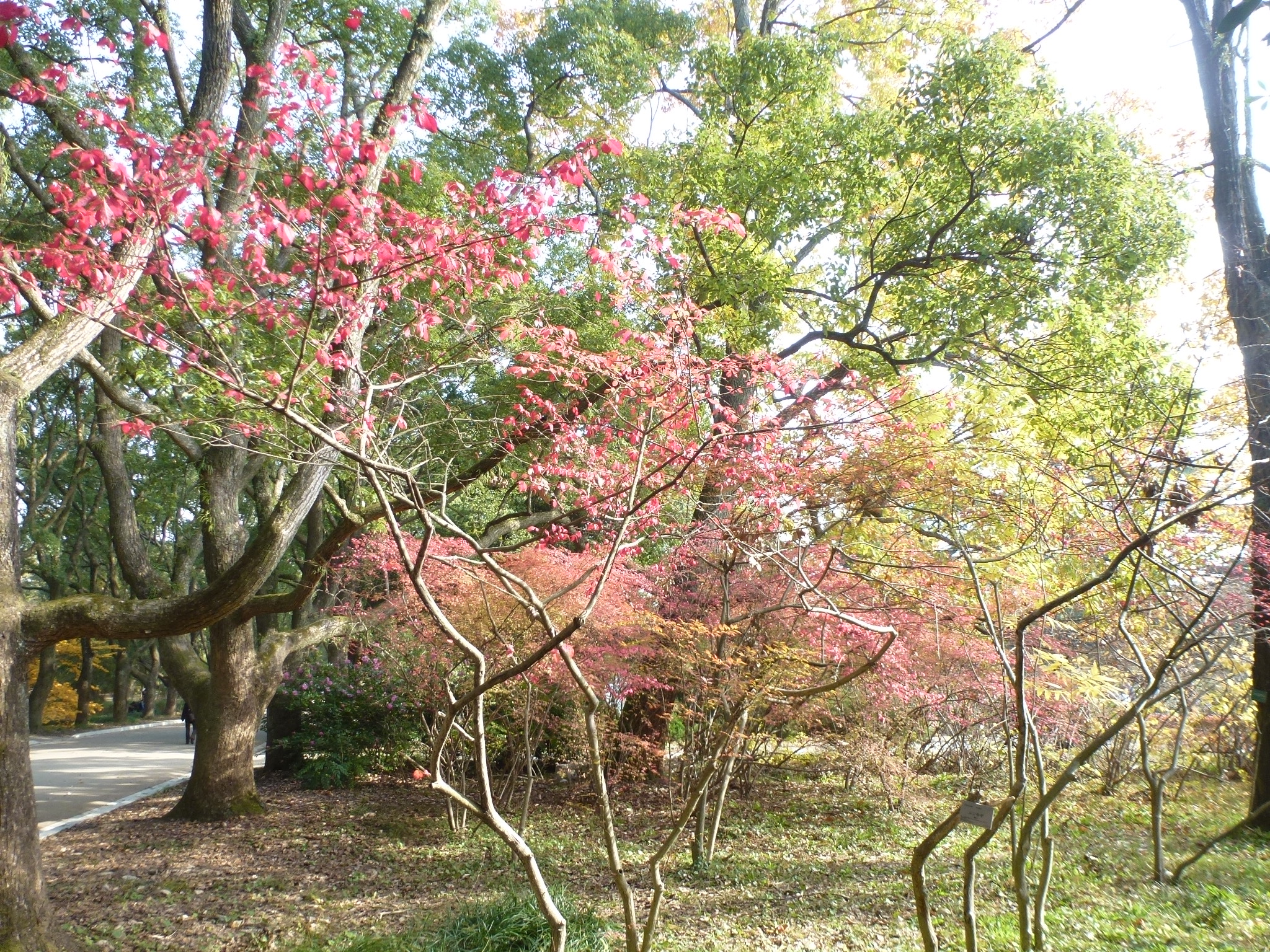 P1130927.JPG