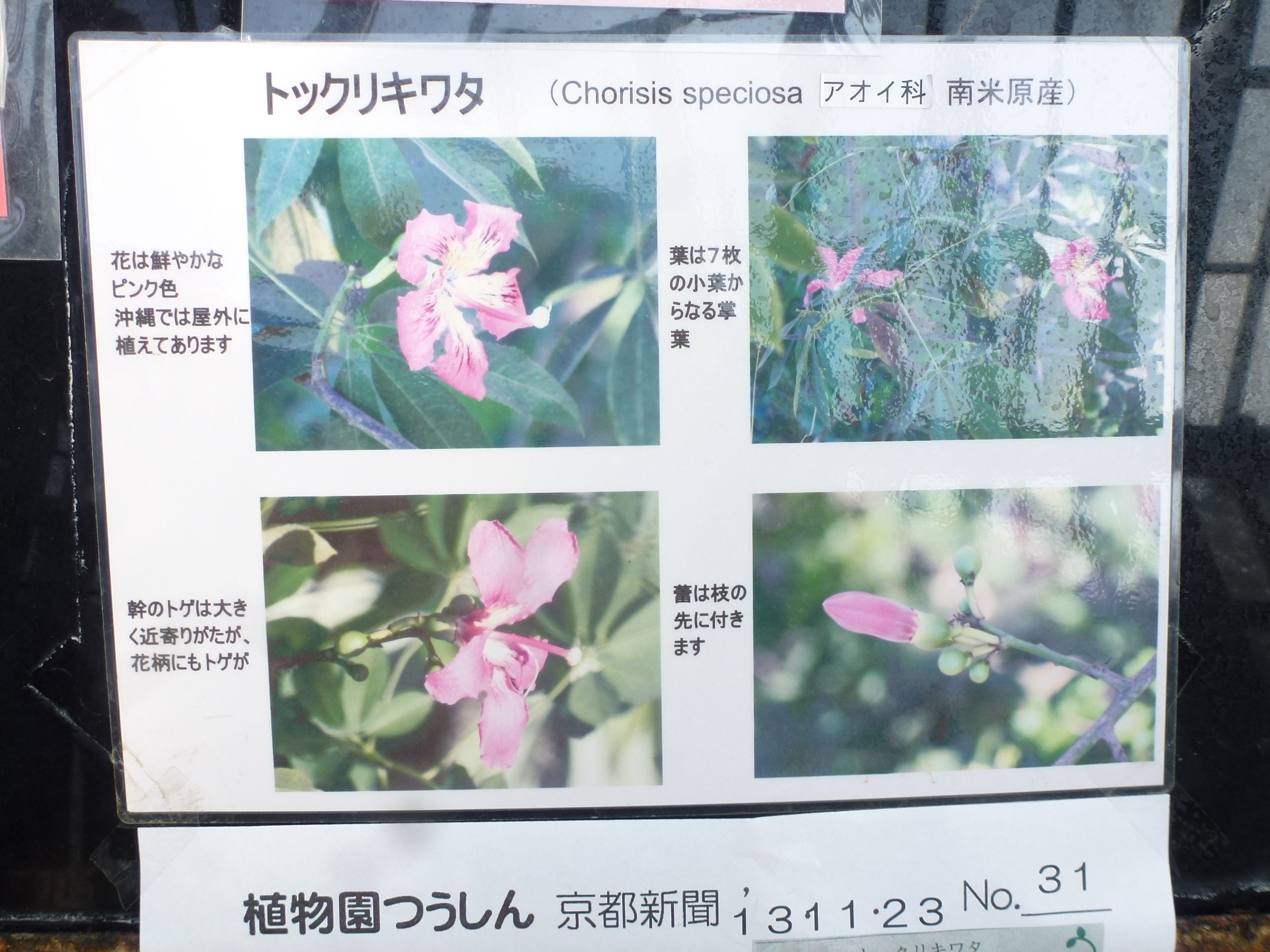 P1130946.JPG