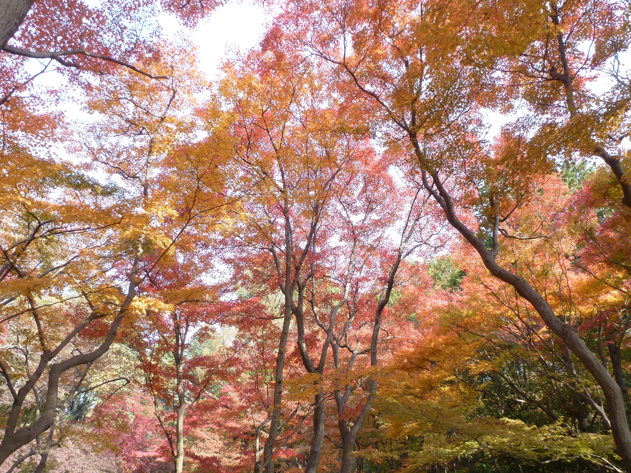 P1130974.JPG
