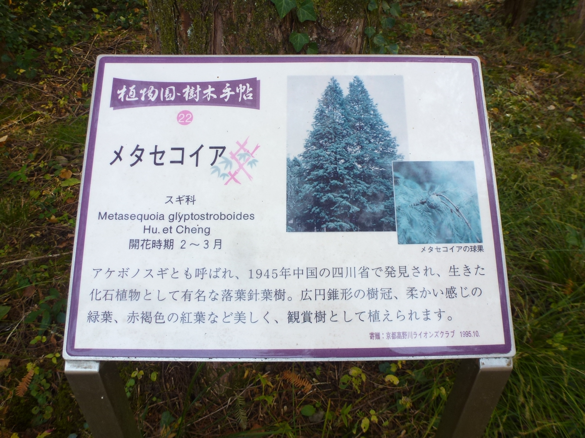P1130976.JPG