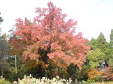 img0007.jpg