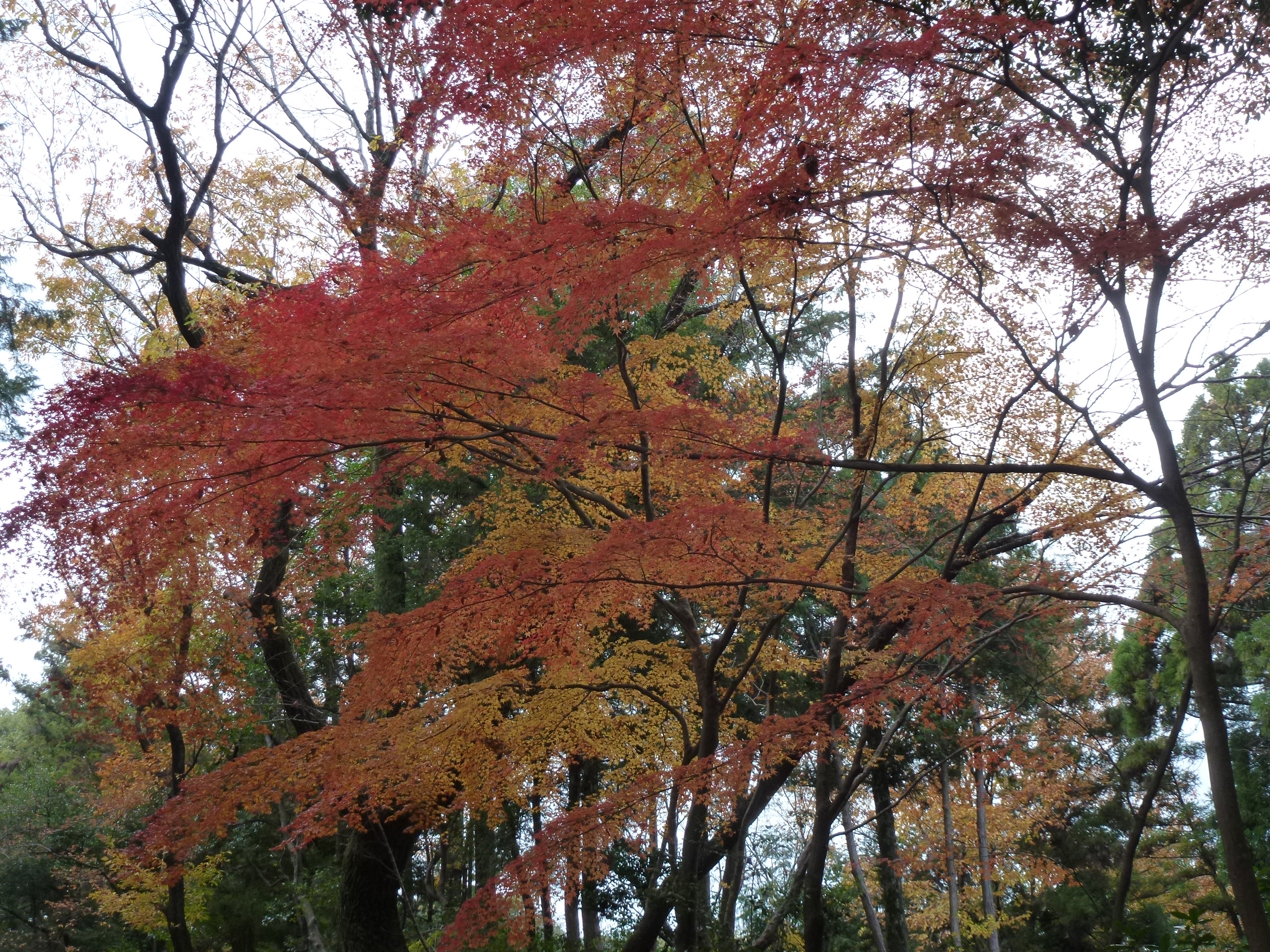 P1140195.JPG