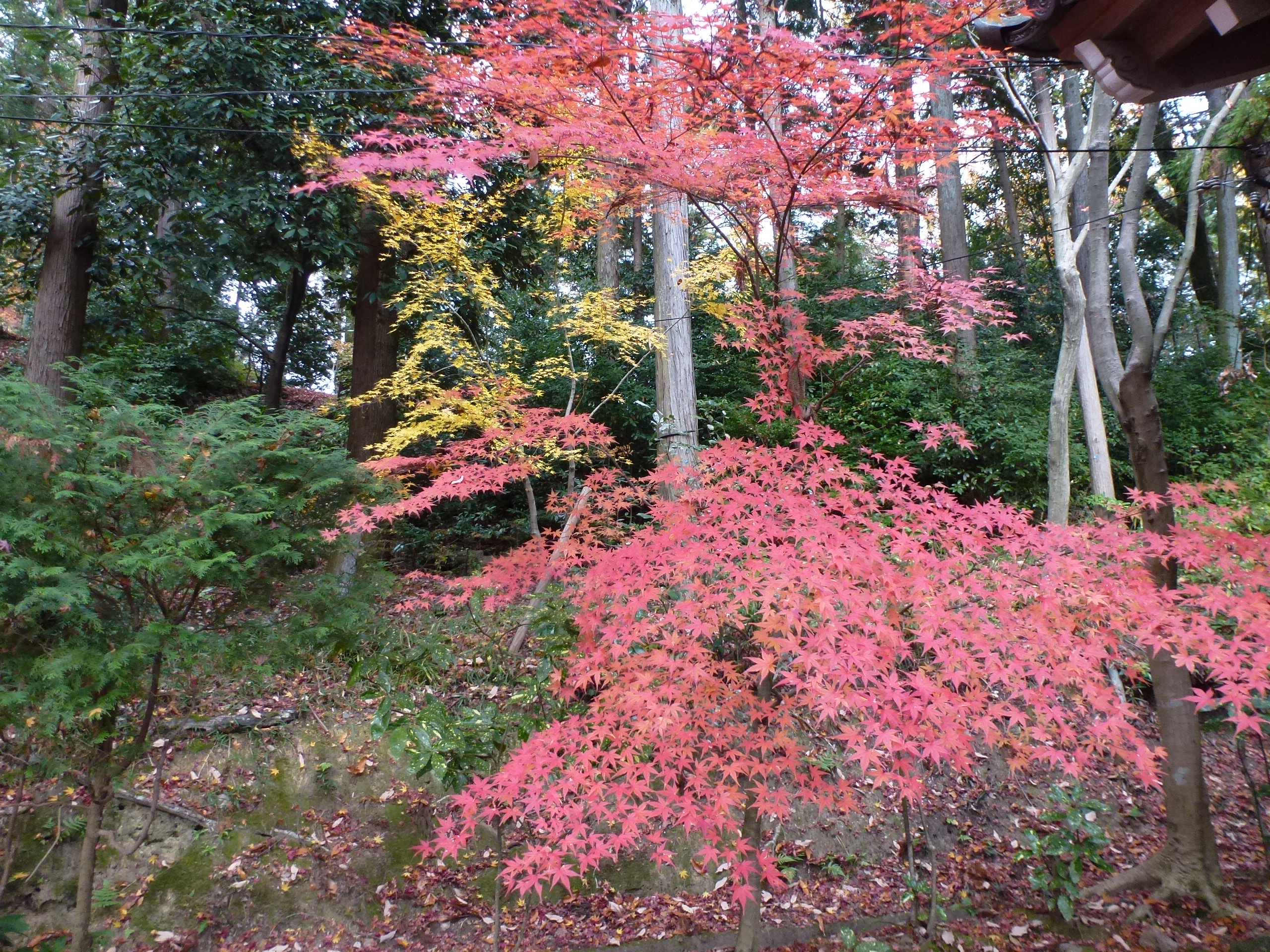 P1140217.JPG