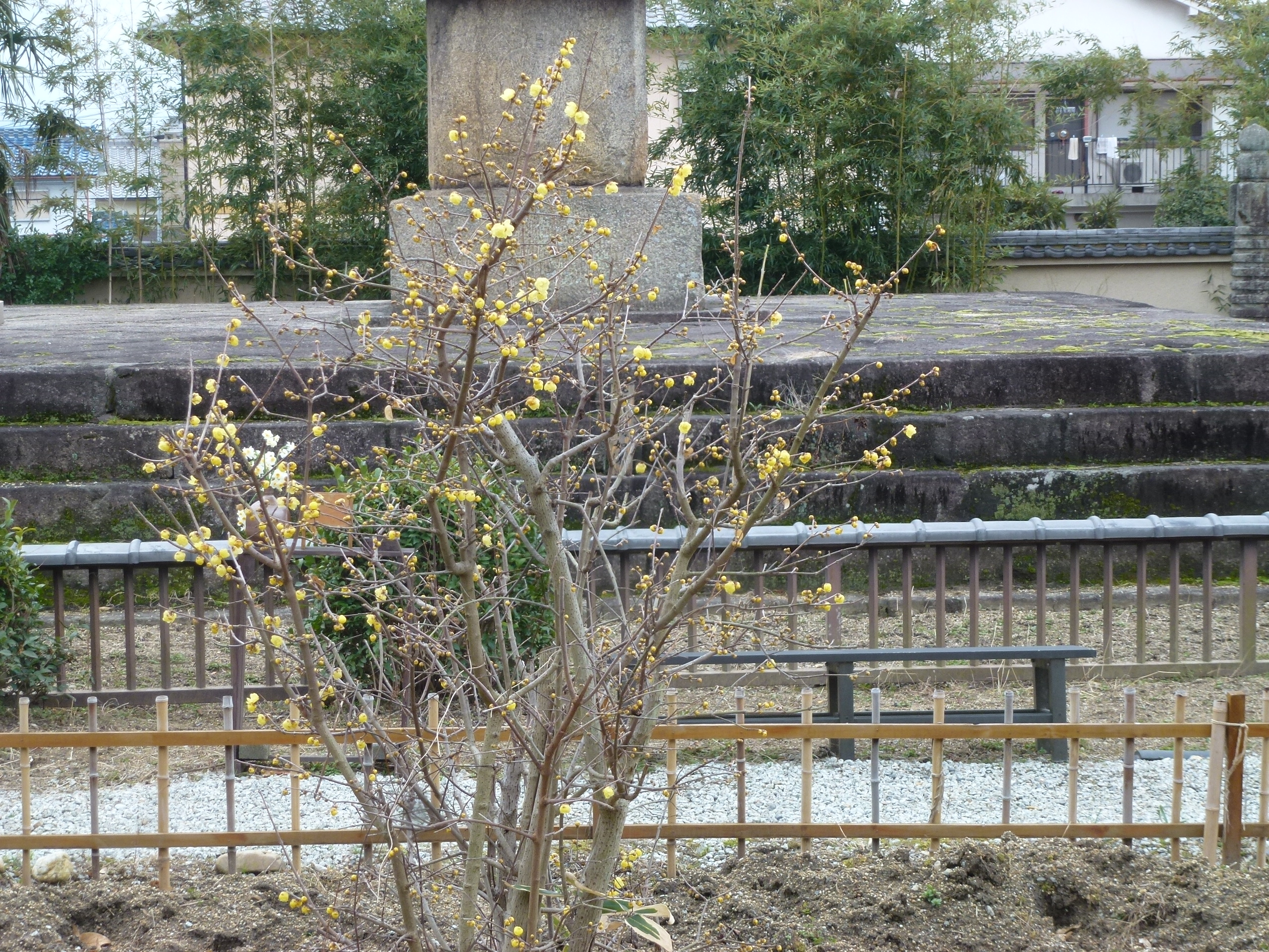 P1150110.JPG