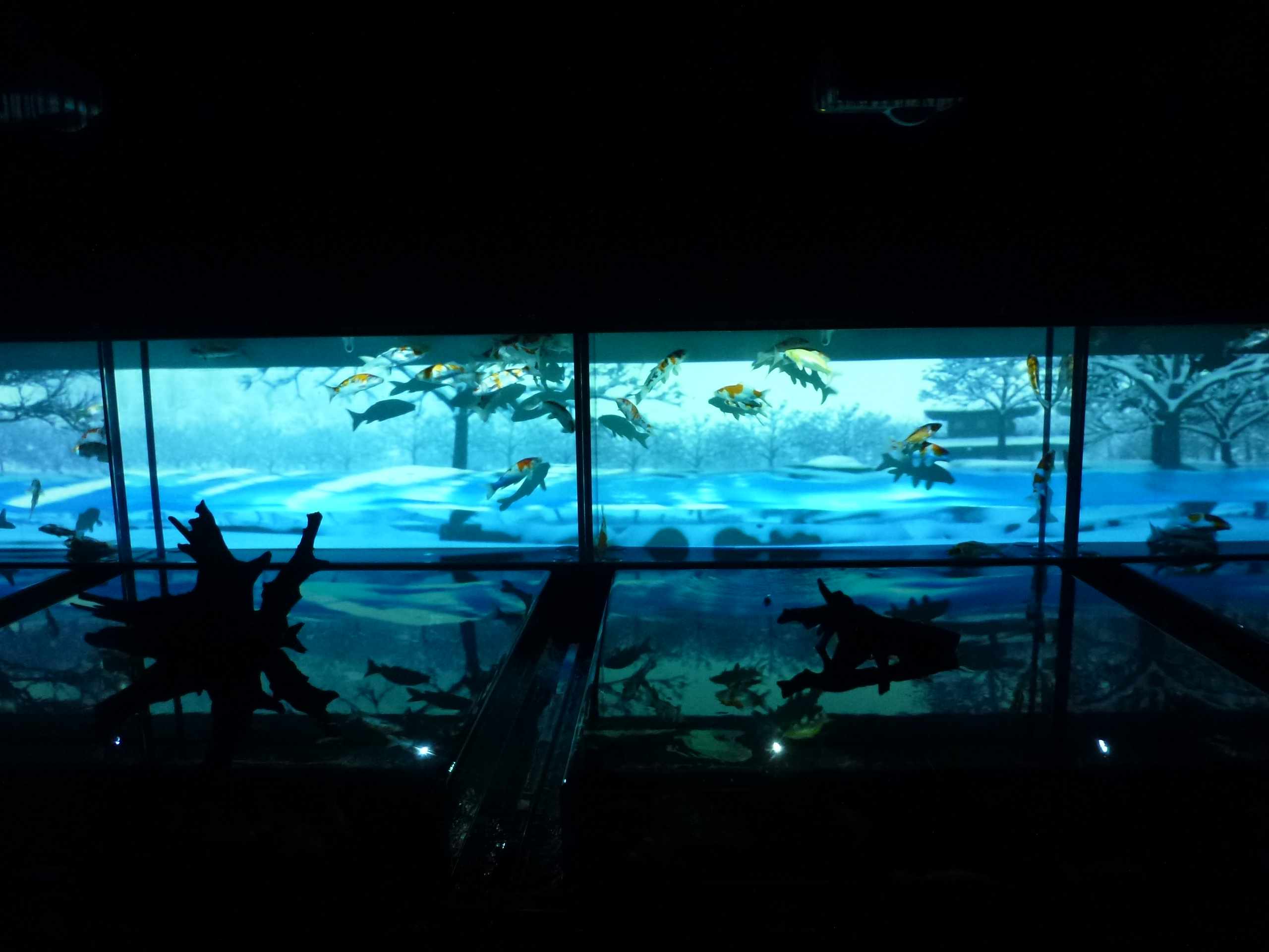 P1150361.JPG